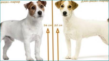 Hvad er forskellen mellem Parson Russell Terrier fra Jack Russell Terrier?