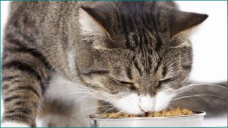 Funktioner af foder til steriliserede katte Grandorf