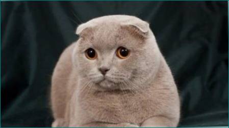 Funktioner af Lilac Scottish Fold Cats