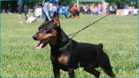 Fordele og ulemper ved hunde af racen af ​​Zvergpinscher