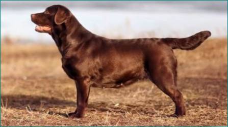 Chokolade Labrador: Beskrivelse, Funktioner af karakter og bedste højere