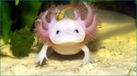 Axolotl indhold derhjemme