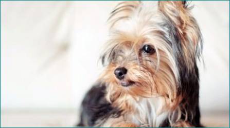 Haircuts Yorkshire Terrier: typer og regler udvælgelse