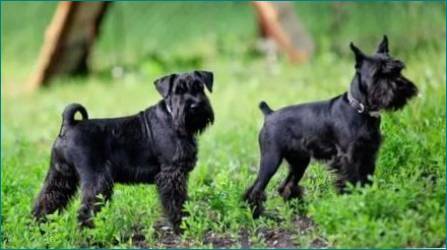 Alt om Black Miniature Schnauzers