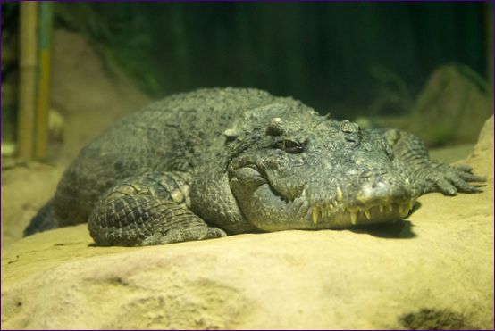 Siamesisk krokodille