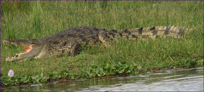 Nil-krokodille