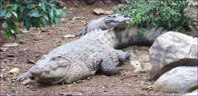 Krokodillen fra Ny Guinea