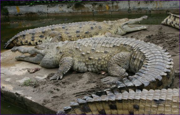 Orinocoan-krokodille