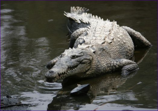 Den amerikanske krokodille med skarp hale