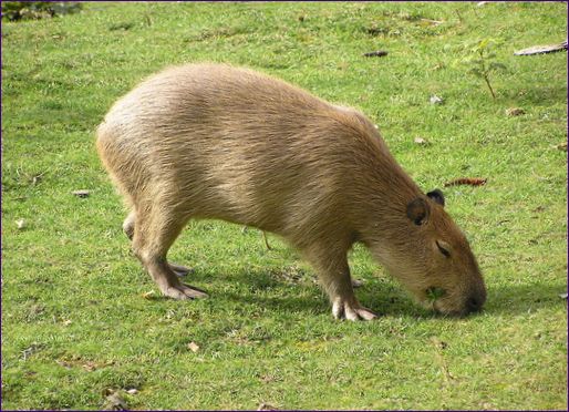 Capybaraen (marsvinet) er verdens største gnaver