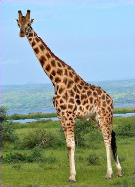 Giraffen er det højeste dyr