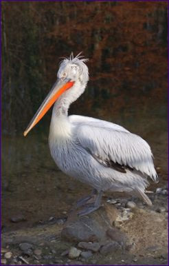 Den dalmatinske pelikan er den største flyvende fugl