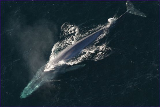 Blåhvalen er det største havdyr