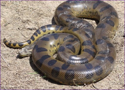Den grønne anakonda (boa constrictor) er den største slange