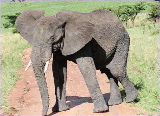 Den afrikanske elefant er det største landdyr