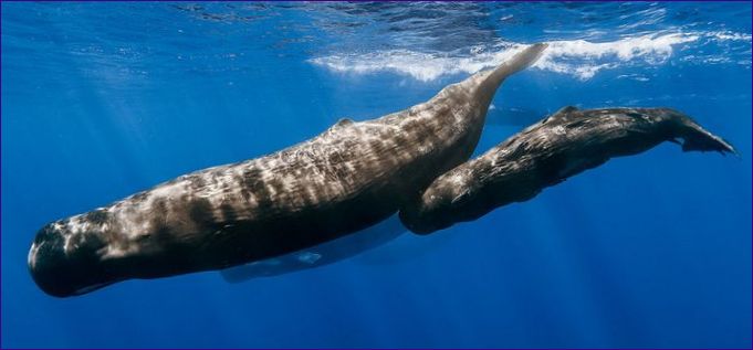 Kaskelothvalen er den største tandhval