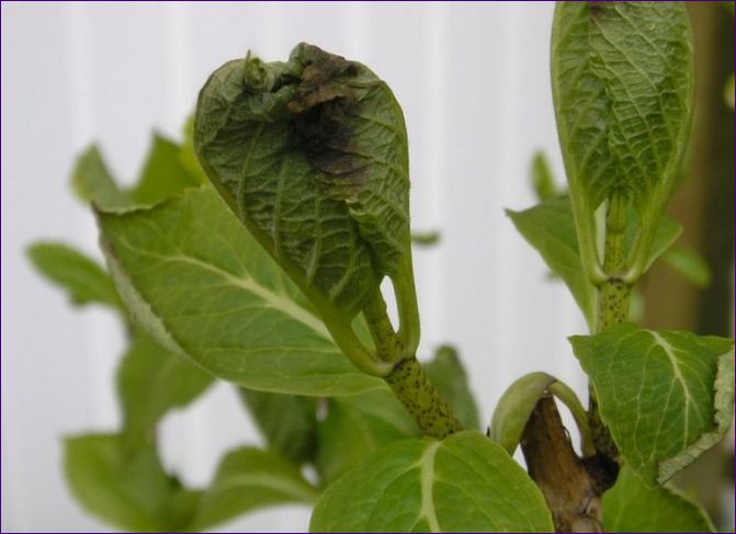 Hortensia problemer og løsninger