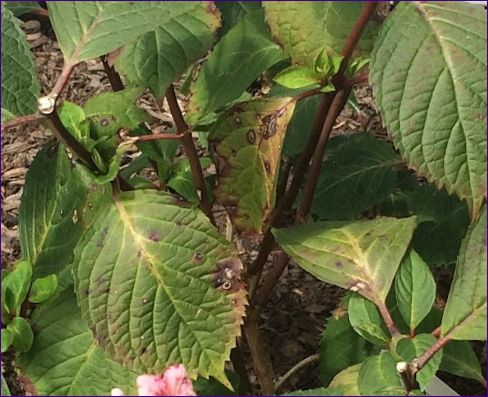 Hortensia problemer og hvordan man løser dem