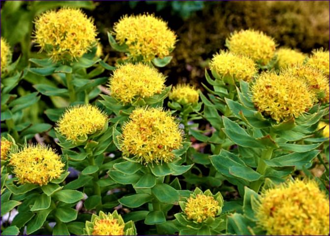 Rhodiola rosea