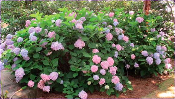 Hortensia problemer og hvordan man løser dem