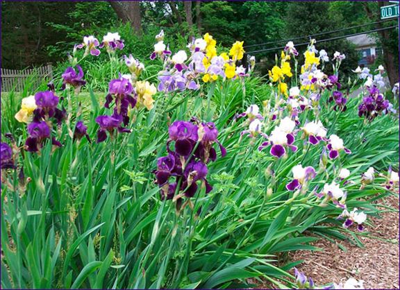Iris - Udendørs plantning og pleje